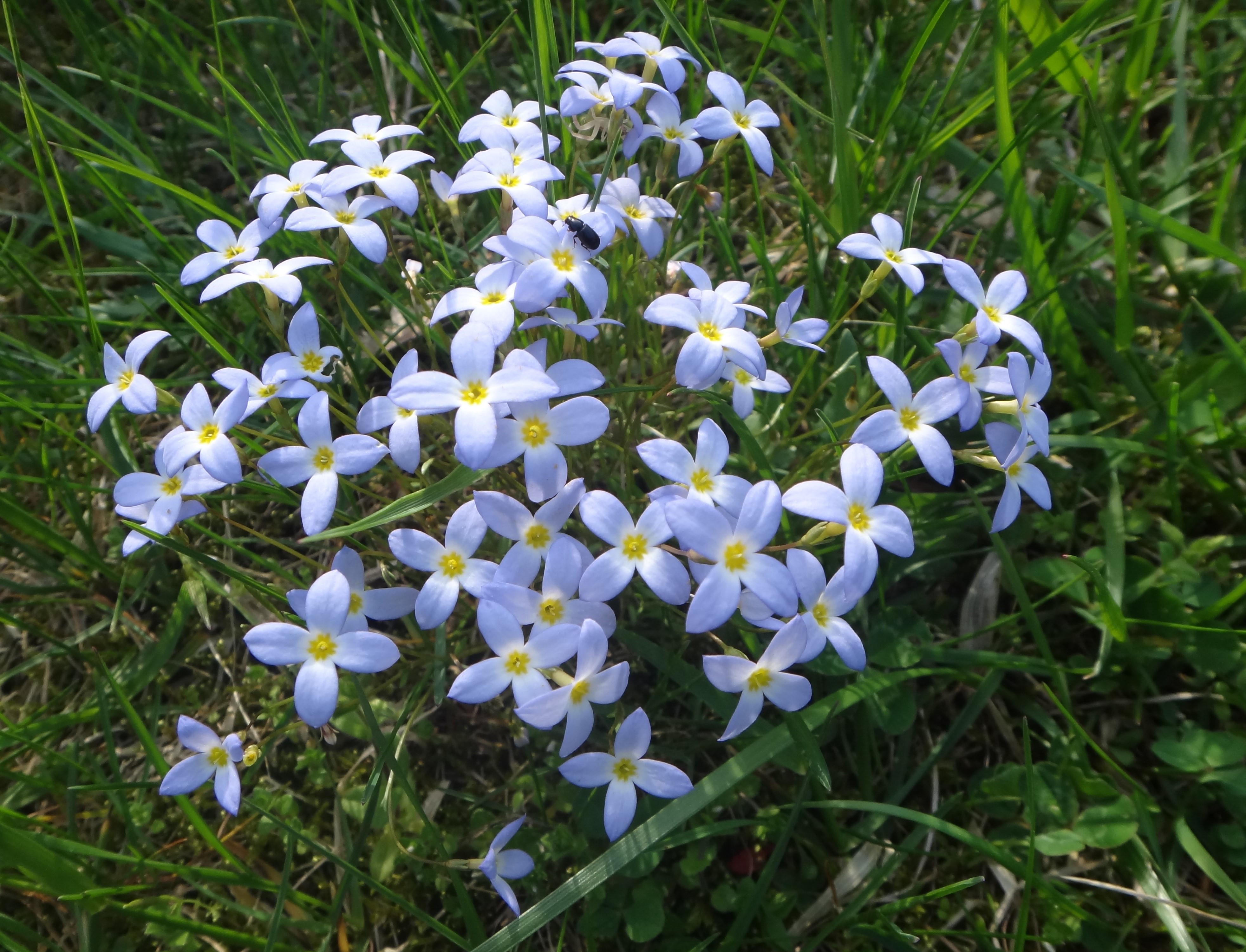 Native plants